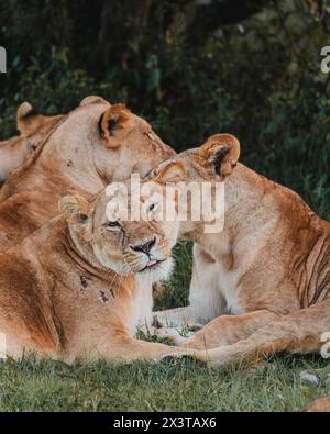 Zarter Moment zwischen Löwe und Jungtier im Grünen Stockfoto