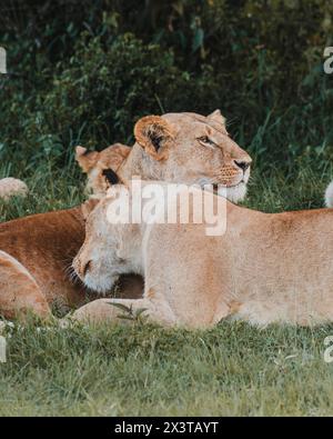 Zarter Moment zwischen Löwe und Jungtier im Grünen Stockfoto