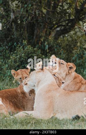 Zarter Moment zwischen Löwe und Jungtier im Grünen Stockfoto