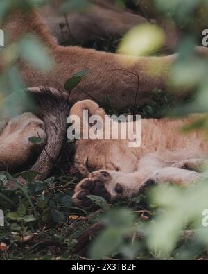 Schläfriges Löwenjunge beim Nickerchen in Ol Pejeta Conservancy Stockfoto