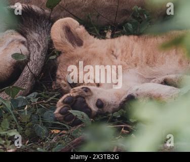 Schläfriges Löwenjunge beim Nickerchen in Ol Pejeta Conservancy Stockfoto