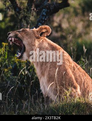Junger männlicher Löwe brüllt in der Ol Pejeta Conservancy, Kenia Stockfoto