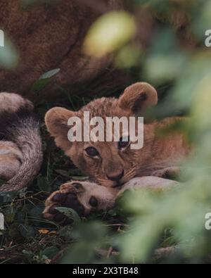 Schläfriges Löwenjunge beim Nickerchen in Ol Pejeta Conservancy Stockfoto