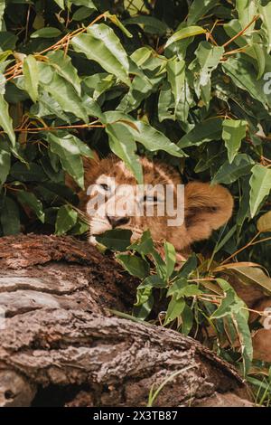 Schläfriges Löwenjunge beim Nickerchen in Ol Pejeta Conservancy Stockfoto