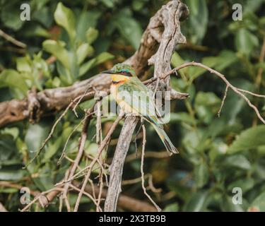 Lebhafte kleine Bienenfresser auf einem Zweig, Masai Mara Stockfoto