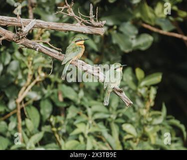 Lebhafte kleine Bienenfresser auf einem Zweig, Masai Mara Stockfoto