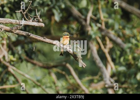 Lebhafte kleine Bienenfresser auf einem Zweig, Masai Mara Stockfoto