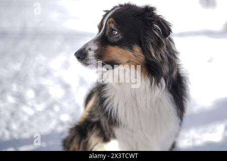 Zauchensee, Salzburg. Januar 2024. ZAUCHENSEE, SALZBURG - 12. JANUAR: Hund beim Audi FIS Ski World Cup Damen Super-G (St. Moritz) Zauchensee am 12. Januar 2024 in Zauchensee, Salzburg.240112 SEPA 12 017 - 20240112 PD23030 Credit: APA-PictureDesk/Alamy Live News Stockfoto