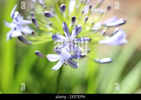 Nahaufnahme Makrofoto von violetten blauen Agapanthus-Blüten in einem Garten mit hellem Sonnenschein auf den Blütenblättern Stockfoto