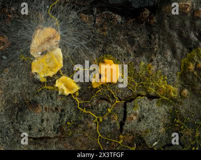 Eine Schleimform Plasmodium (Badhamia utricularis) auf verrottendem Holz, die Haferflocken einschließt und verzehrt, die auch einen weißen Pilz wachsen Stockfoto