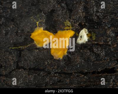 Nahaufnahme einer Schleimform Plasmodium (Badhamia utricularis) auf verrottendem Holz, das Haferflocken und verschlingt Stockfoto