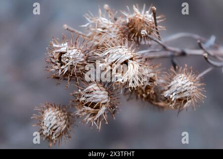 Trockene Blütenstände von Klette auf verschwommenem Hintergrund Nahaufnahme. Stockfoto