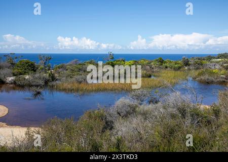 Old Quarry Sumpf auf North Head Manly, in der Nähe von Shelly Beach Lookout auf dem North Head Road Walking Trail, Sydney, NSW, Australien Stockfoto