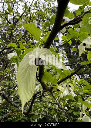 Nahaufnahme der Blüte auf einem Davidia Involucrata - Taubenbaum. Stockfoto