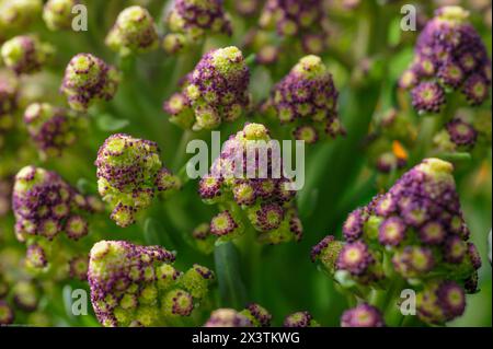 Romanesco broccoli (Brassica oleracea var. botrytis) ist eine Art von Blumenkohl, nicht Brokkoli. Stockfoto