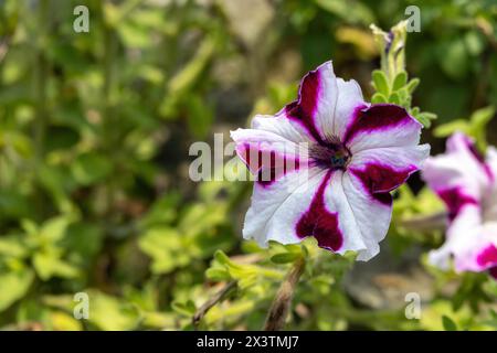 Nahaufnahme einer farbenfrohen Petunienblume, die an einem sonnigen Tag im Garten blüht, mit verschwommenem Hintergrund. Stockfoto