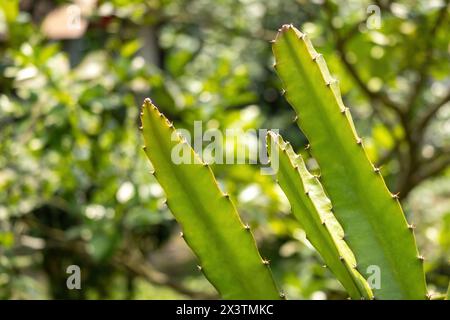 Nahaufnahme von Kakteen (Cactaceae) mit verschwommenem Naturhintergrund Stockfoto