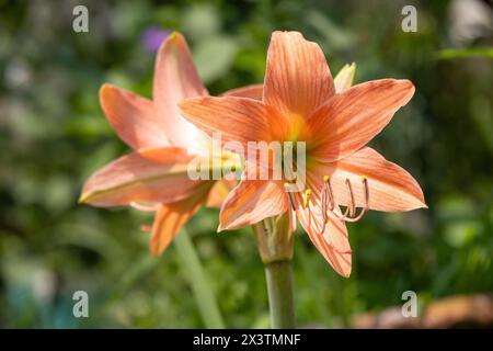 Wunderschöne orangene Lilienblüten blühen im Garten. Es ist auch bekannt als Fire Lily, Tiger Lily, Jimmy's Bane und St. John's Lily. Stockfoto