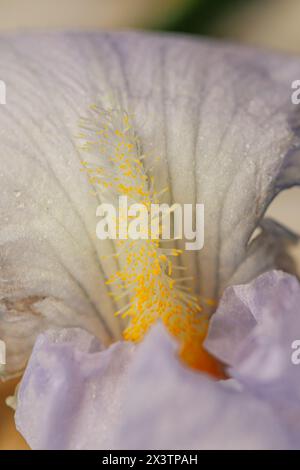 Helle Lavendelblüten der Iris germanica, bärtige Iris mit gelben Stamen Stockfoto