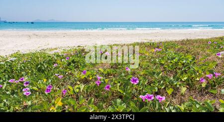 Strand mit lila Ipomoea asarifolia Pflanzen. Befindet sich in Vietnam. Tropisches Küstenurlaub Paradies in Vietnam, Südostasien. Leerer Strand mit weiß Stockfoto