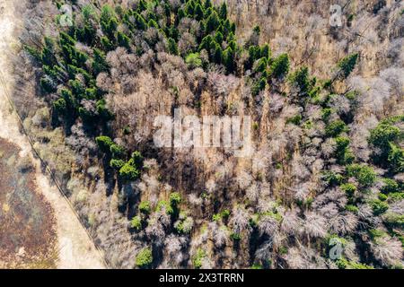 Aus der Vogelperspektive einer alten ovalförmigen Siedlung, die mit Wald bedeckt ist. Die antike Siedlung Anisimovskoje, Region Kaluga, Russland Stockfoto