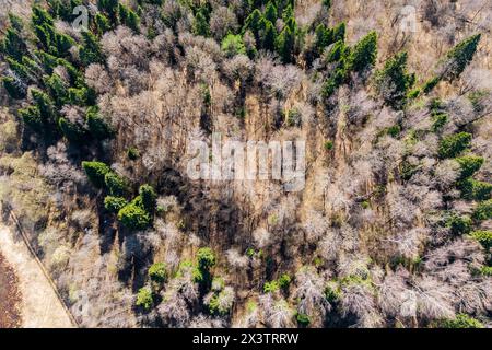 Aus der Vogelperspektive einer alten ovalförmigen Siedlung, die mit Wald bedeckt ist. Die antike Siedlung Anisimovskoje, Region Kaluga, Russland Stockfoto
