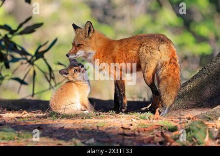 Porträt von Mutter Rotfuchs und ihrem Baby im Wald, Kanada Stockfoto