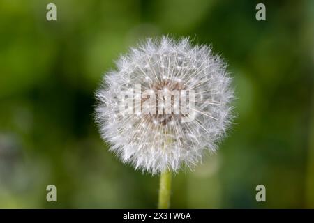 Weiße Blüten von Löwenzahnbällchen in einem Frühlingsfeld, schöne Löwenzahnblüten aus nächster Nähe Stockfoto