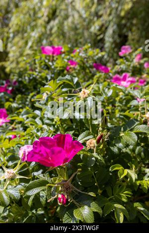 Schöne rote Hagebuttenblüten während der Blüte, wilder Hagebuttenstrauch mit rot gefärbten Blüten Stockfoto