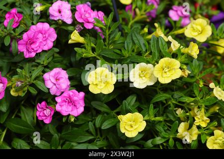 Nahaufnahme hängende, nachtragende doppelte Petunie mit rosa und gelben Blüten. Familie Solanaceae. Frühling, Niederlande, April Stockfoto