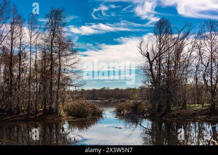 Brazos Bend State Park, Texas, an einem schönen sonnigen Morgen Stockfoto