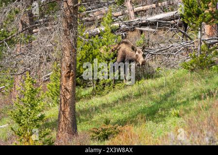 Ein Elch frisst auf einem bewaldeten Hang hinter einem großen Kiefernstamm und jungen grünen Kiefern im Bridger-Teton National Forest, Wyoming. Stockfoto