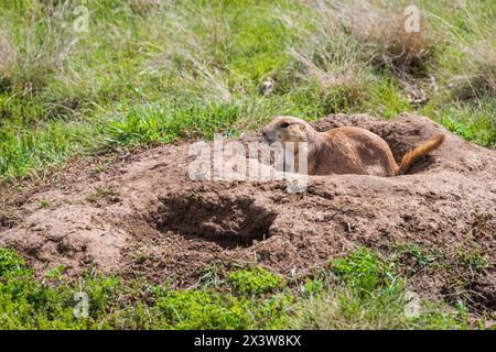 Prairie Dogs im Devils Tower National Monument, Butte in Wyoming, USA Stockfoto