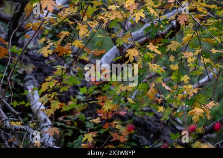 Parque Natural de Valderejo , municipio de Valdegovía, Alava, País Vasco, Spanien Stockfoto