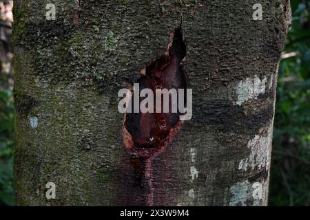 Ansicht eines rindengeschädigten Abschnitts eines Stabbaums mit an der Staboberfläche fließendem baumsaft Stockfoto