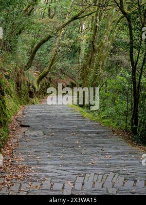 camino al Monasterio de San Juan de Caaveiro, parque Natural Fragas del Eume,​ provincia de La Coruña, Galicien, Spanien Stockfoto