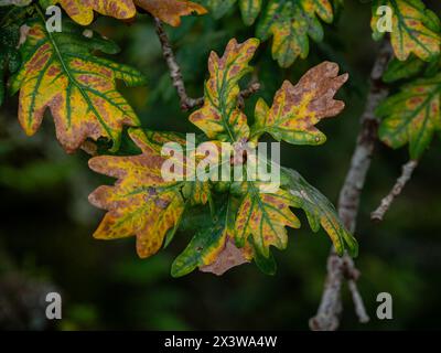 roble, Monasterio de San Juan de Caaveiro, parque Natural Fragas del Eume,​ provincia de La Coruña, Galicien, Spanien Stockfoto