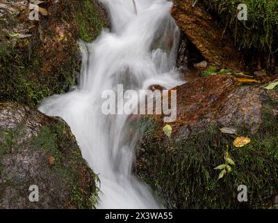 parque Natural Fragas del Eume,​ provincia de La Coruña, Galicien, Spanien Stockfoto