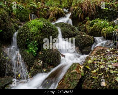 parque Natural Fragas del Eume,​ provincia de La Coruña, Galicien, Spanien Stockfoto