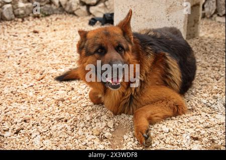 Porträt eines auf dem Boden liegenden deutschen Hirten Stockfoto