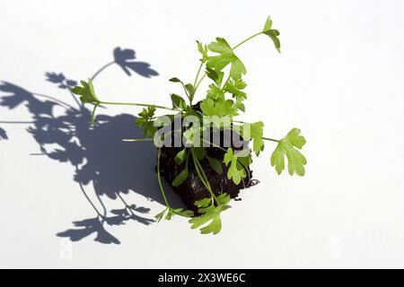 Nahaufnahme junger Sellerie, Apium graveolens, die in einem Erdblock auf weißem Hintergrund verwurzelt sind. Familie Apiaceae. Kräuter und Gemüse. Frühling, Niederlande, Stockfoto