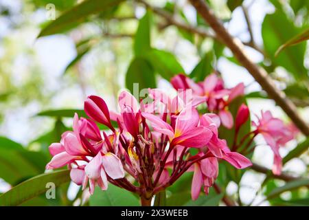 Nahaufnahme der rosa und Frangipani Blume, die auf einem Ast blüht Stockfoto