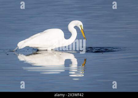 Großreiher (Ardea alba), der Fische im Wasser mit Reflexion fängt, Merrit Island National Wildlife Refuge, Florida, USA. Stockfoto