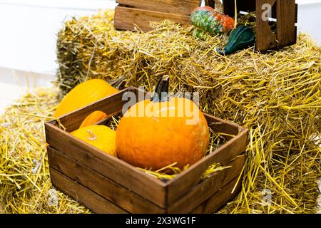 Orange Halloween Kürbisse auf Stapel von Heu oder Stroh in sonniger Tag, fallen Anzeige Stockfoto