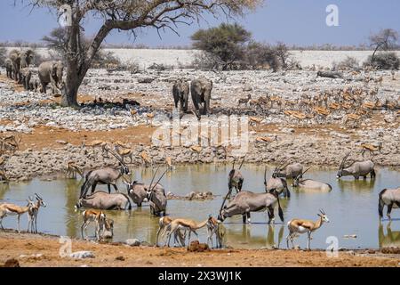 Tierversammlungen im Okaukuejo Wasserloch, Etosha Nationalpark, Namibia Stockfoto
