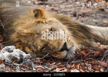 Verschlafener Löwe im Etosha Nationalpark, Namibia Stockfoto