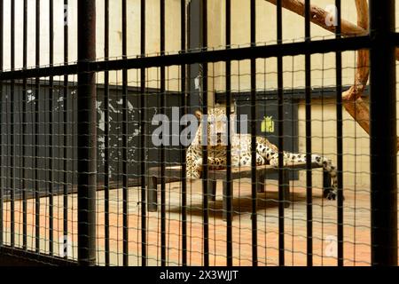 Jaguar Panthera onca in der Nähe bedrohter Katzenarten in Gefangenschaft in seinem Käfig hinter Gittern im Zoo von Sofia, Sofia Bulgarien, Osteuropa, Balkan, EU Stockfoto