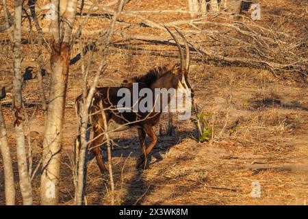 Antilope im Chobe-Nationalpark, Botswana Stockfoto