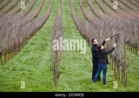 Landwirt Rebschnitt Weinberg Txakoli, Gipuzkoa, Baskisches Land, Spanien. Stockfoto