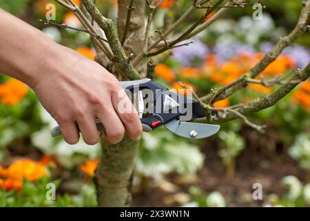 Gärtner schneiden Busch, Garten beschneiden Gartenschere, Hand-Werkzeug. Stockfoto